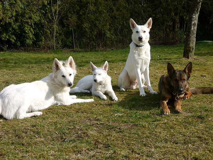 weisser Schferhund - die Grenzgnger