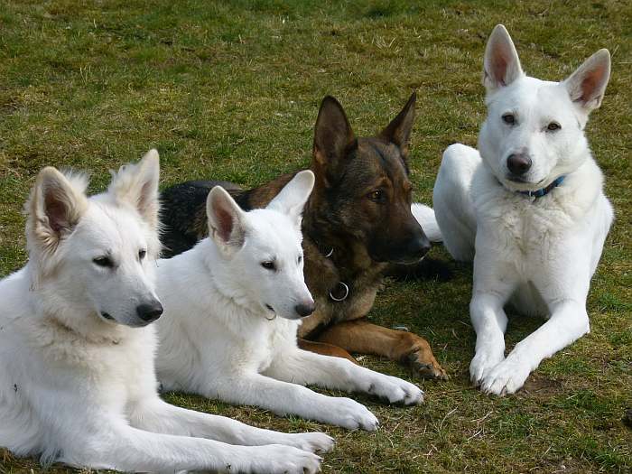 weisser Schferhund - die Grenzgnger