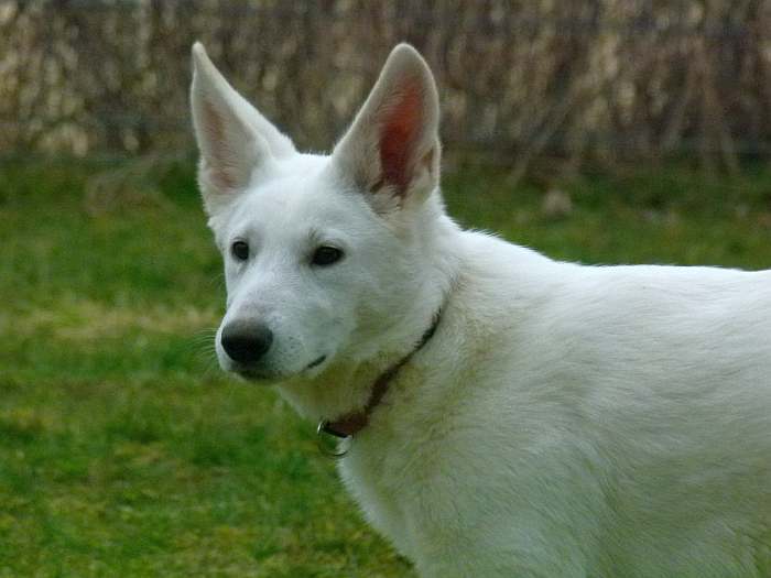 weisser Schferhund - die Grenzgnger