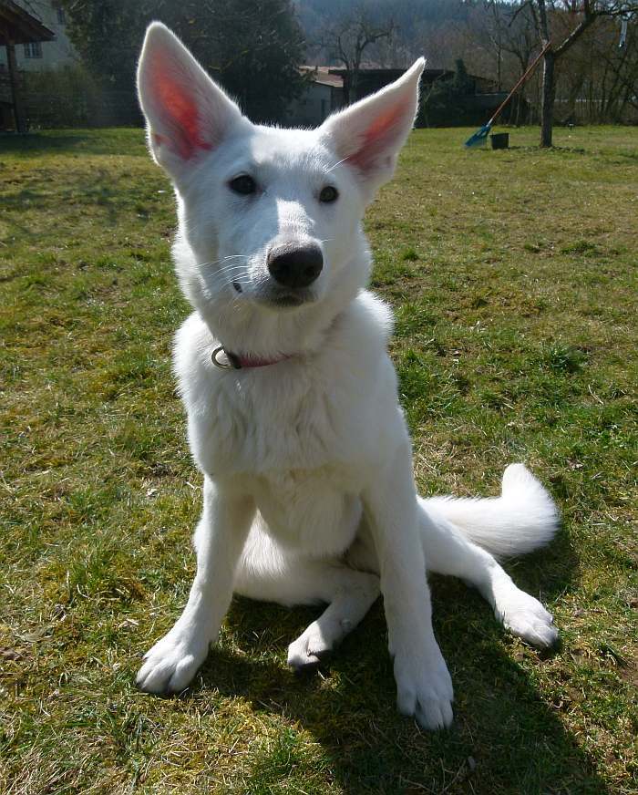 weisser Schferhund - die Grenzgnger