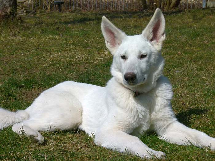 weisser Schferhund - die Grenzgnger