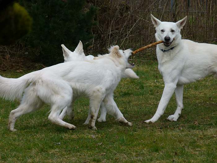 weisser Schferhund - die Grenzgnger