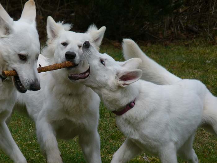 weisser Schferhund - die Grenzgnger