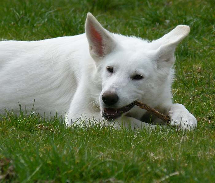 weisser Schferhund - die Grenzgnger