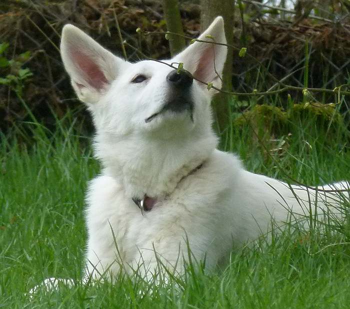 weisser Schferhund - die Grenzgnger