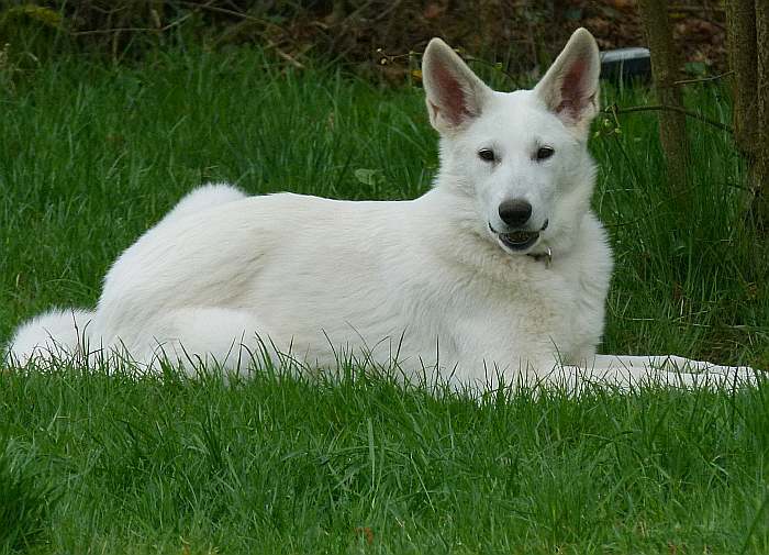 weisser Schferhund - die Grenzgnger