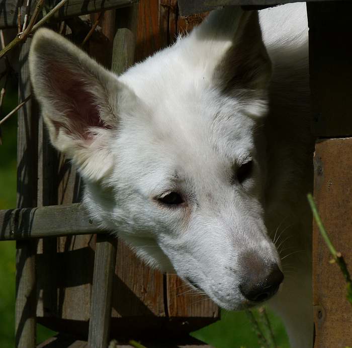 weisser Schferhund - die Grenzgnger