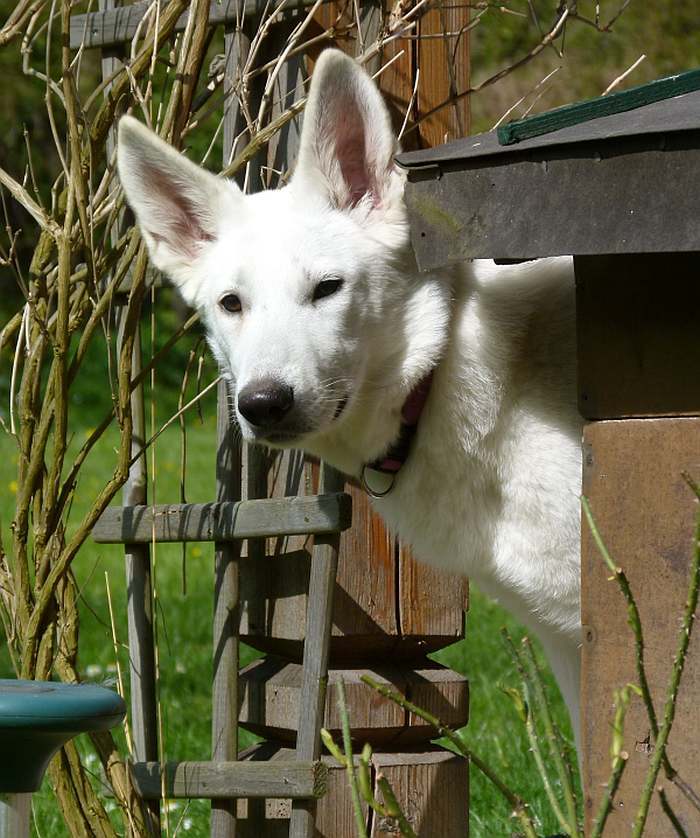 weisser Schferhund - die Grenzgnger