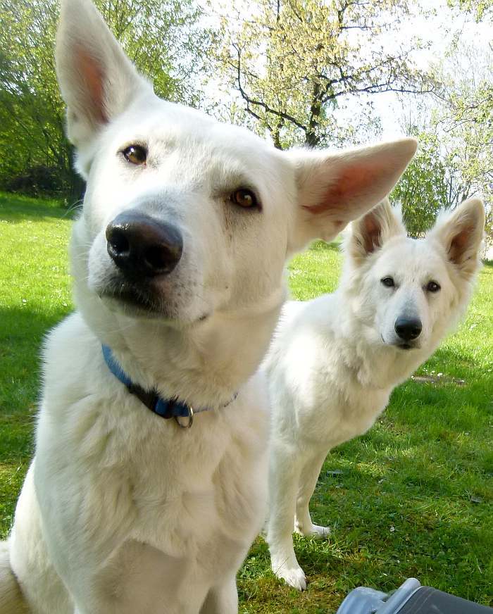 weisser Schferhund - die Grenzgnger