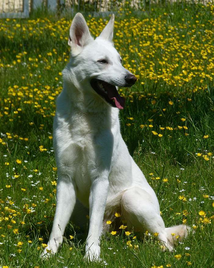 weisser Schferhund - die Grenzgnger