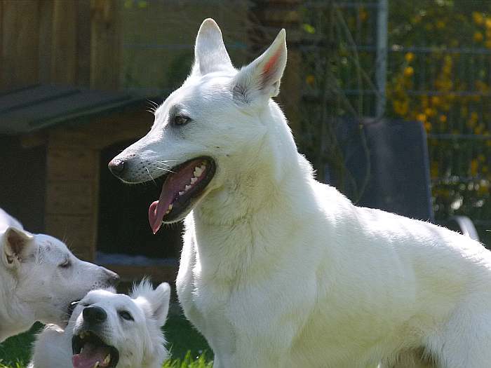 weisser Schferhund - die Grenzgnger