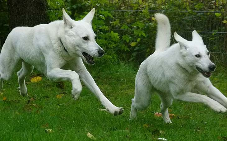 Chara und Flori - wilde Jagd