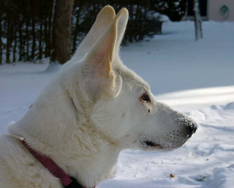 Chara - weisser Schferhund von den Grenzgngern