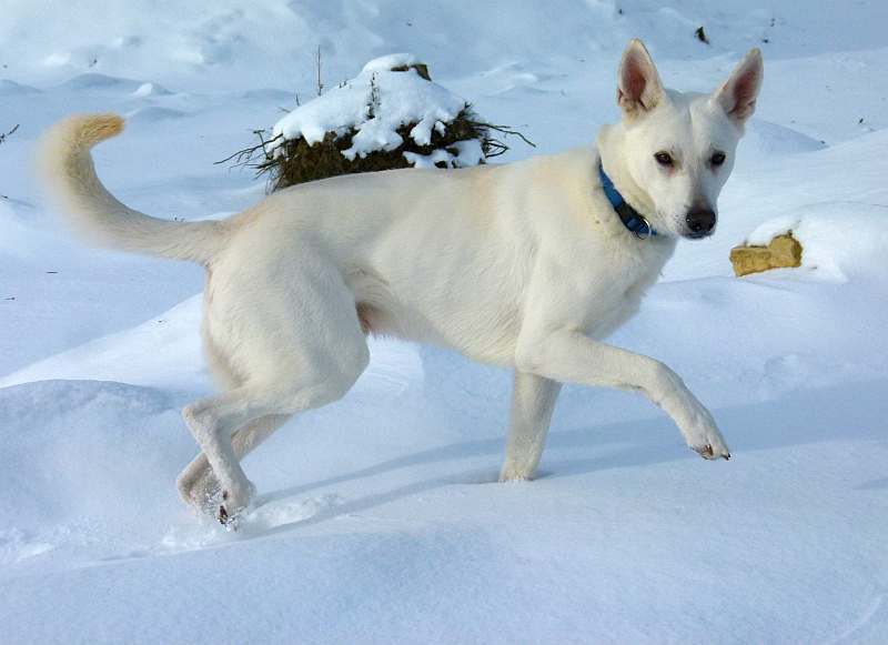 Flori - weisser Schferhund von den Grenzgngern