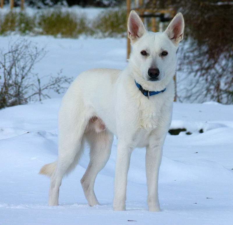 Flori - weisser Schferhund von den Grenzgngern