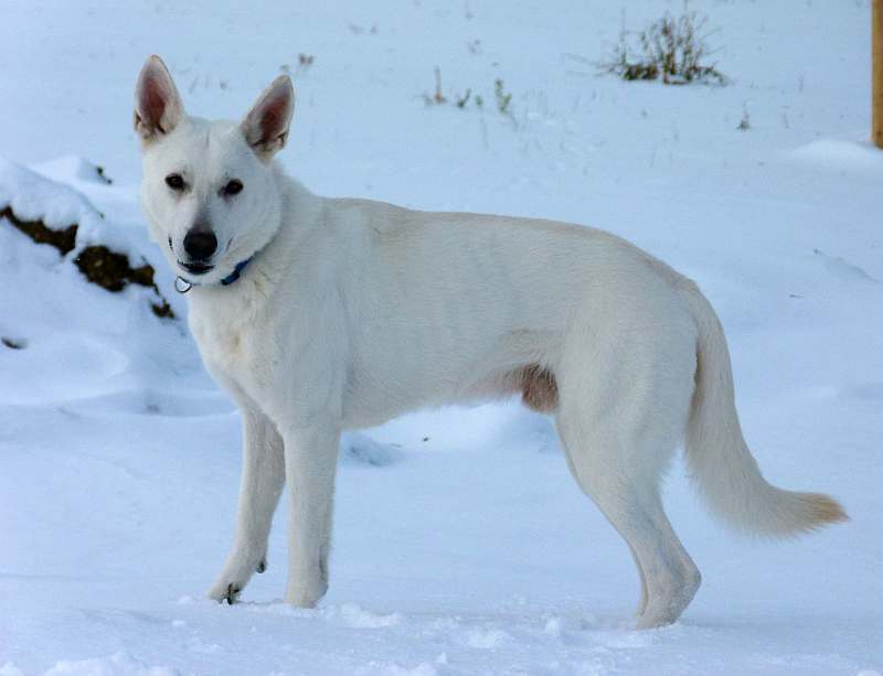 Flori - weisser Schferhund von den Grenzgngern