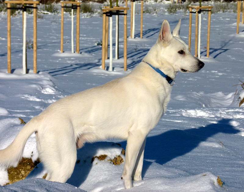 Flori - weisser Schferhund von den Grenzgngern