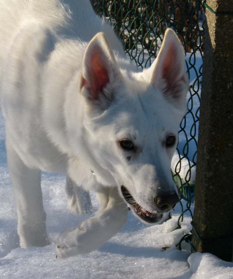 Chara - weisser Schferhund von den Grenzgngern