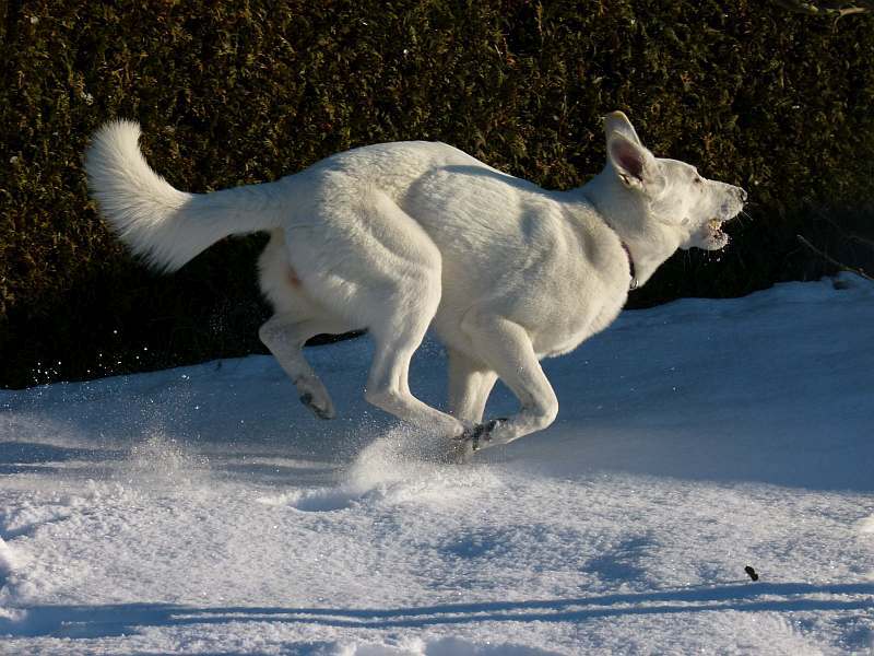 Chara - weisser Schferhund von den Grenzgngern