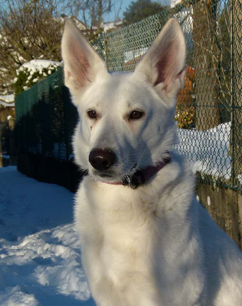 Chara - weisser Schferhund von den Grenzgngern