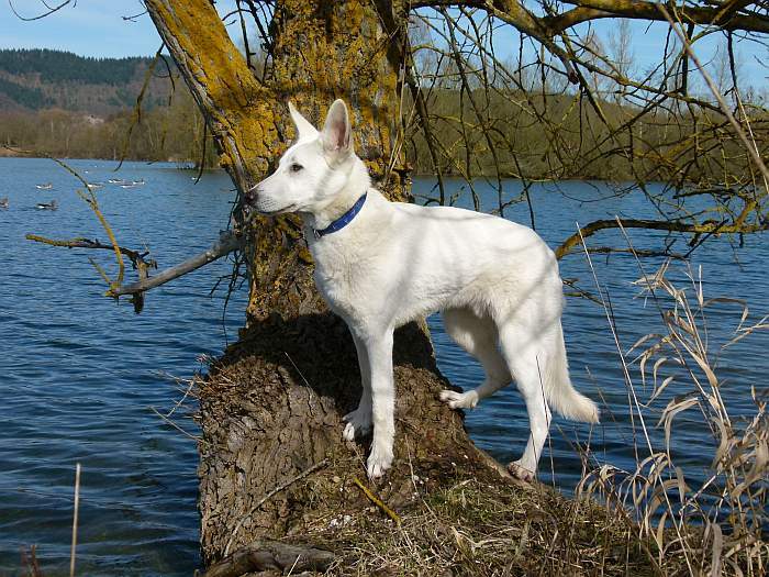 Flori weisser Schaeferhund