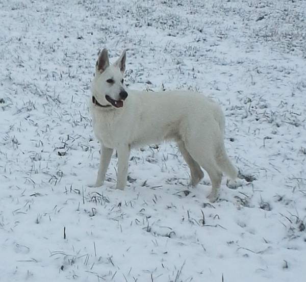 Weisser Schferhund von den Grenzgngern