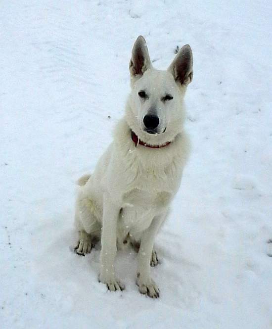 Weisser Schferhund von den Grenzgngern