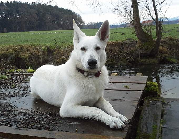 Weisser Schferhund von den Grenzgngern