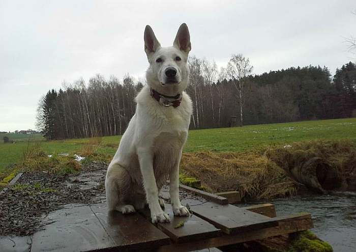 Weisser Schferhund von den Grenzgngern