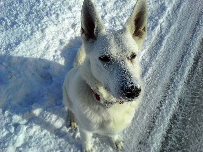 Weisser Schferhund von den Grenzgngern