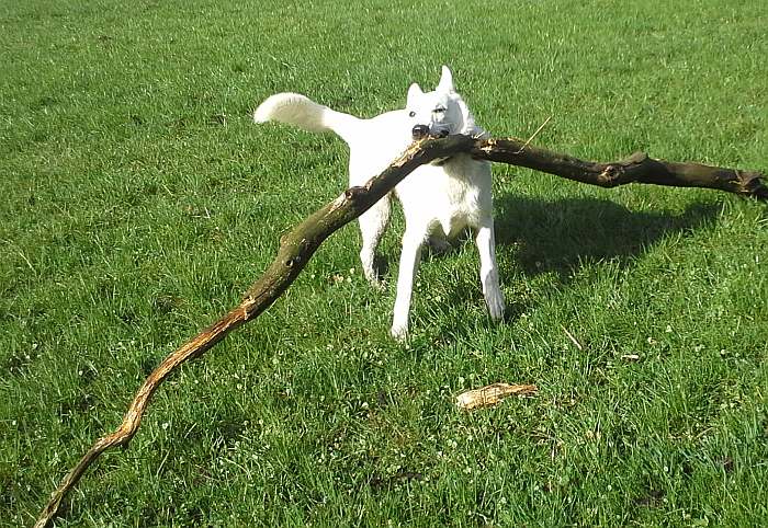 Weisser Schferhund von den Grenzgngern