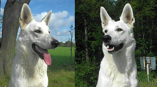 Portraitaufnahme Weisser Schferhund