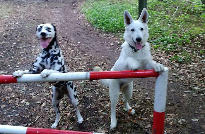 Samo, Weisser Sch�ferhund von den Grenzg�ngern