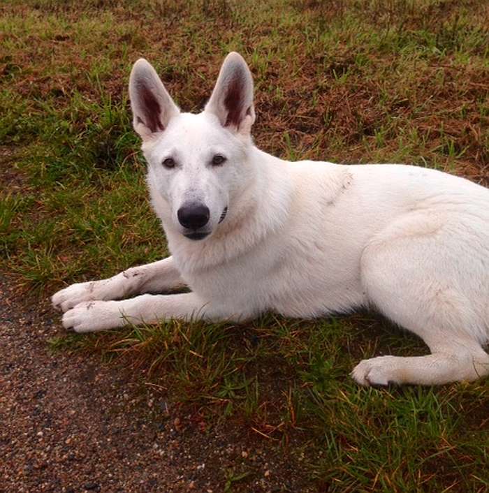 Samo, Weisser Sch�ferhund von den Grenzg�ngern