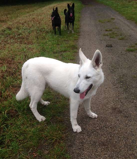 Samo, Weisser Sch�ferhund von den Grenzg�ngern