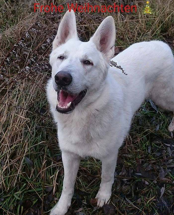 Weisser Schäferhund Shadow von den Grenzgängern