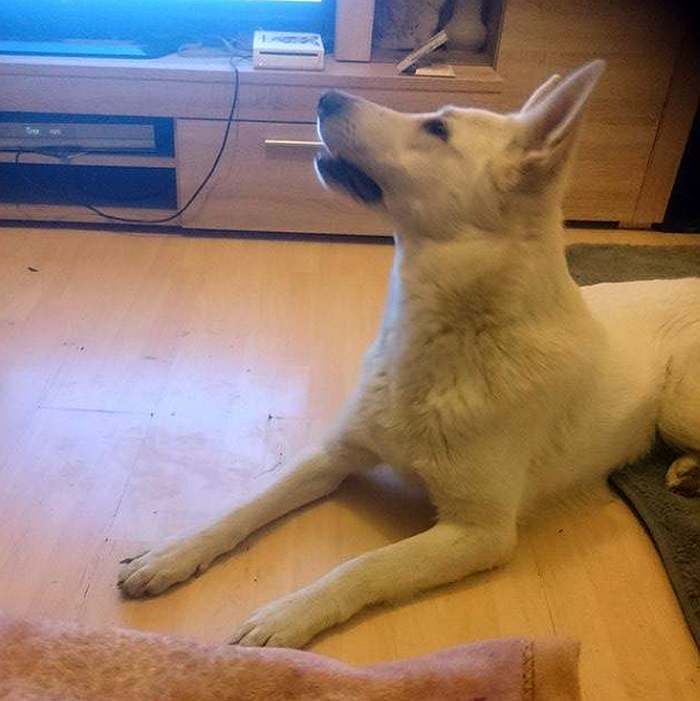Weisser Schäferhund Shadow von den Grenzgängern