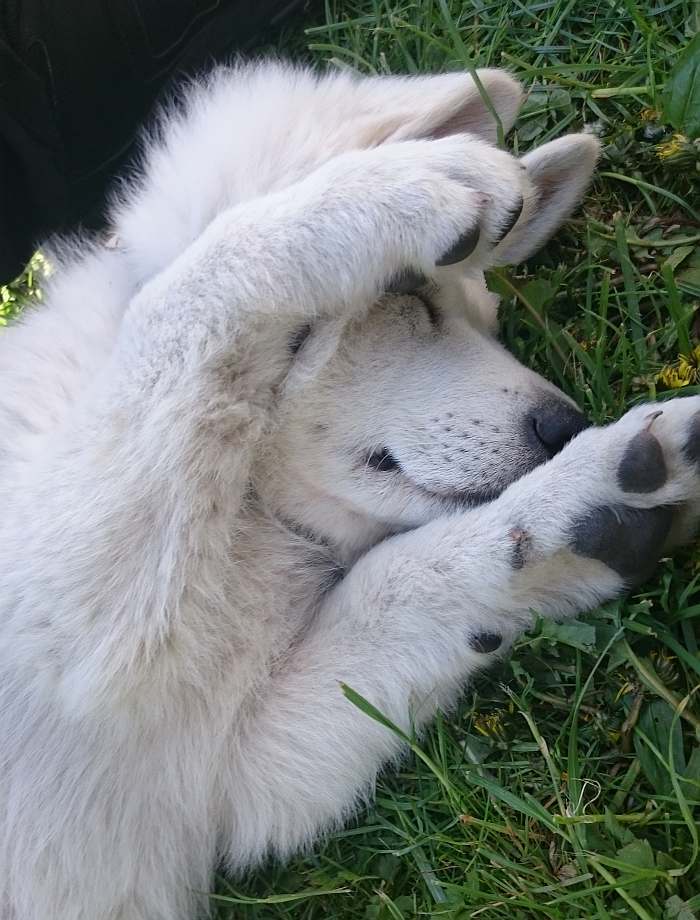 weisser Schäferhund - die Grenzgänger