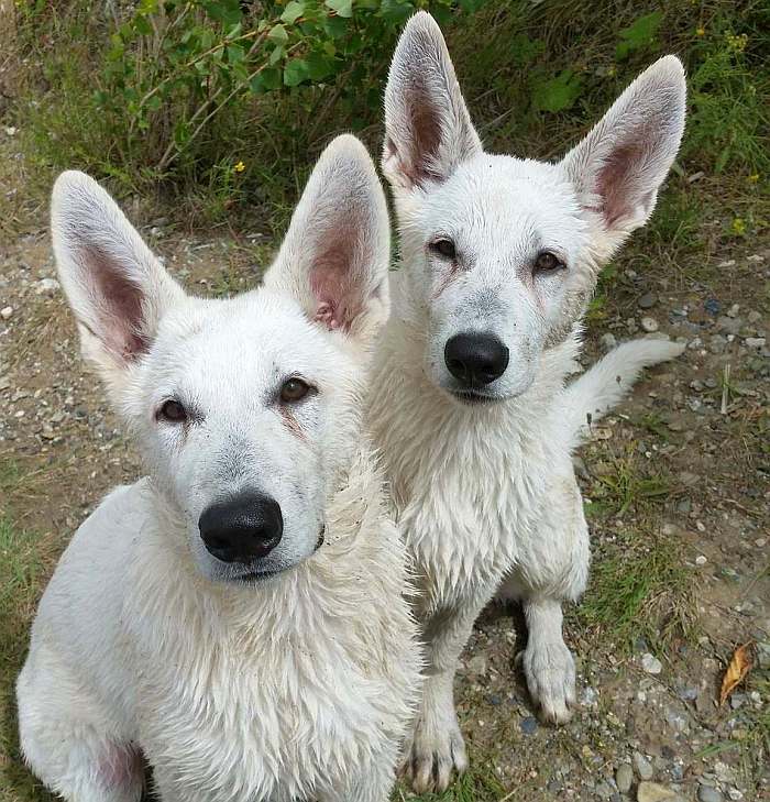 weisser Schäferhund - die Grenzgänger