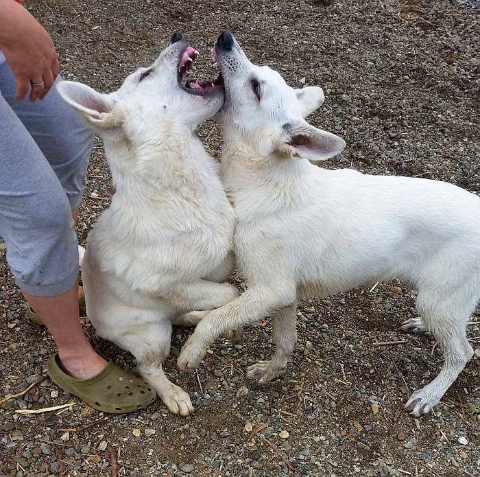 weisser Schäferhund - die Grenzgänger