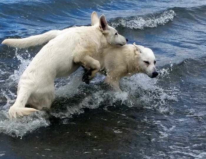 weisser Schäferhund - die Grenzgänger