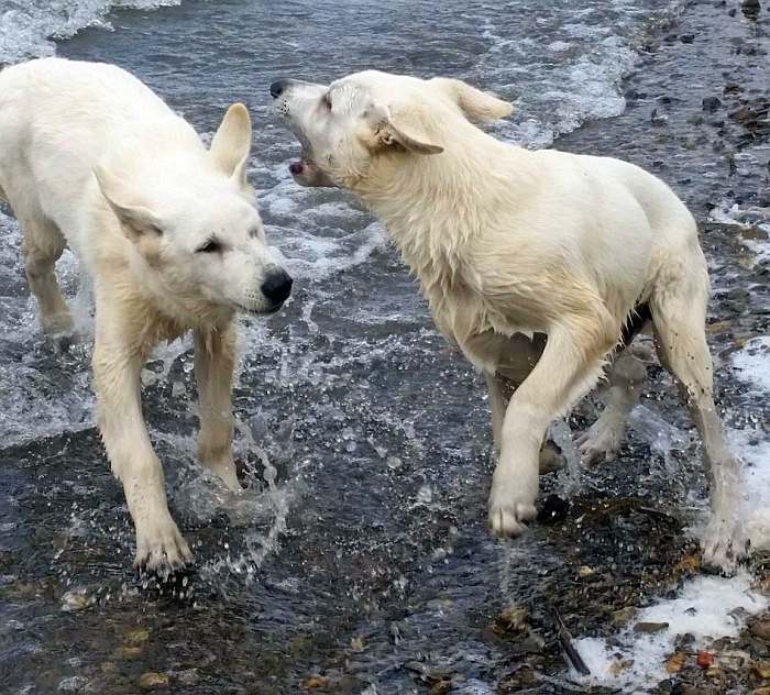 weisser Schäferhund - die Grenzgänger