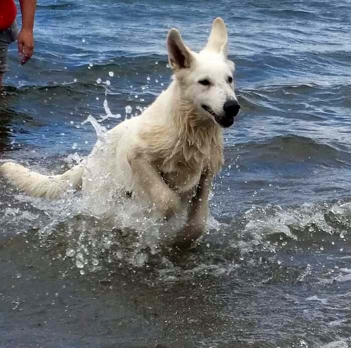 weisser Schäferhund - die Grenzgänger