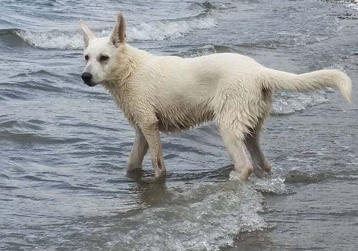 weisser Schäferhund - die Grenzgänger