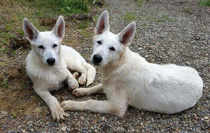 weisser Schäferhund - die Grenzgänger