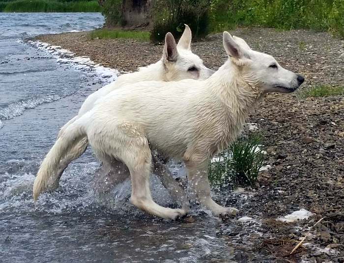 weisser Schäferhund - die Grenzgänger