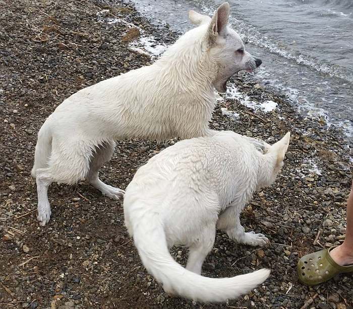weisser Schäferhund - die Grenzgänger