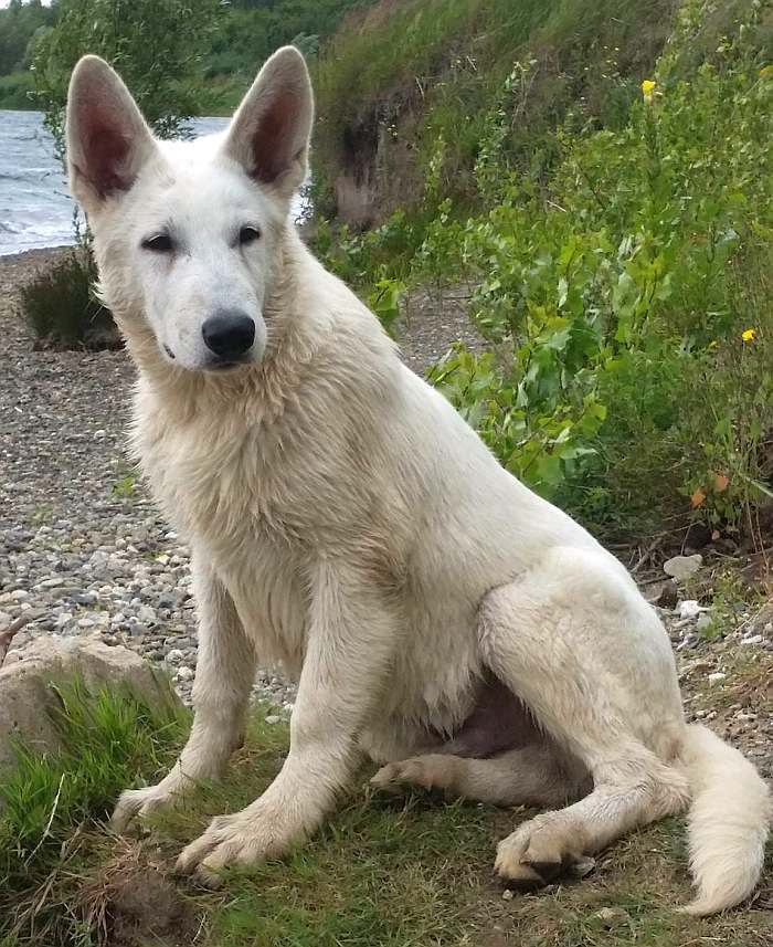weisser Schäferhund - die Grenzgänger