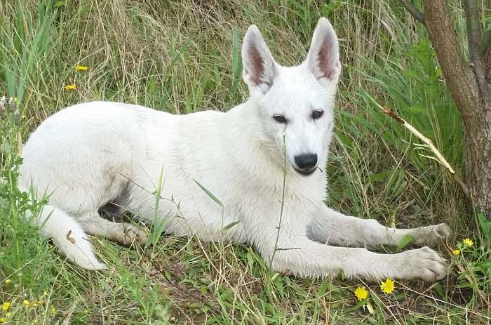 weisser Schäferhund - die Grenzgänger