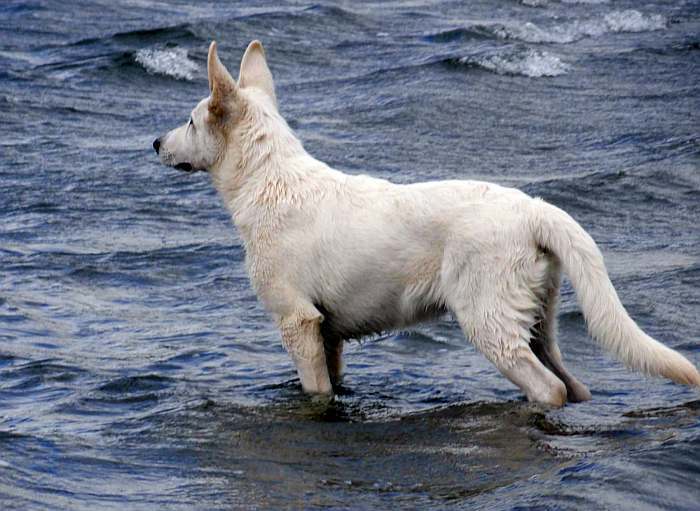 weisser Schäferhund - die Grenzgänger